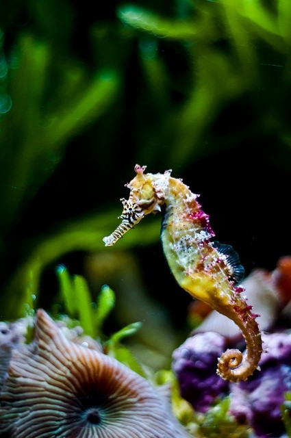 Photo:  Rainbow Seahorse